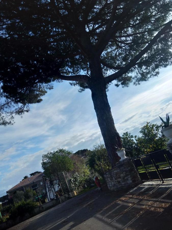 Un Nid Douillet en bord de plage !! Lucciana  Buitenkant foto